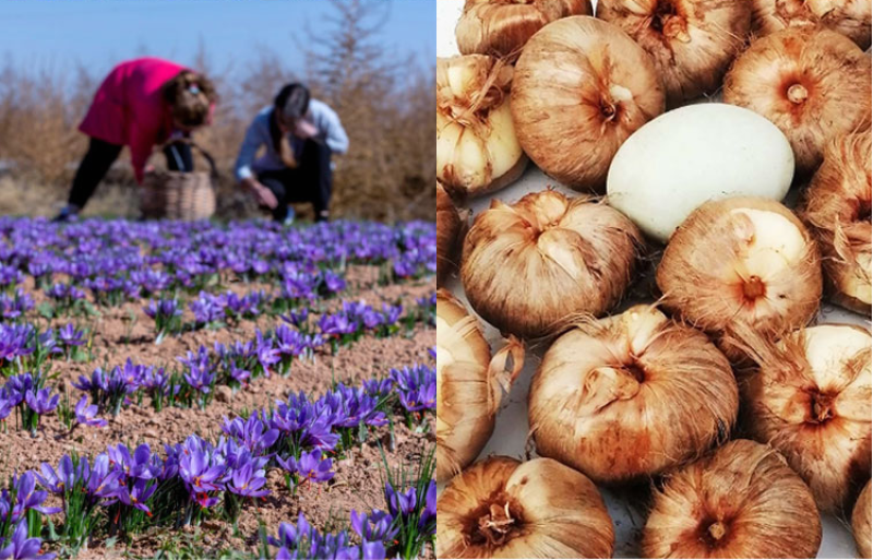 藏红花种球、耐寒耐热、精品种球、全国发货潘红花种球