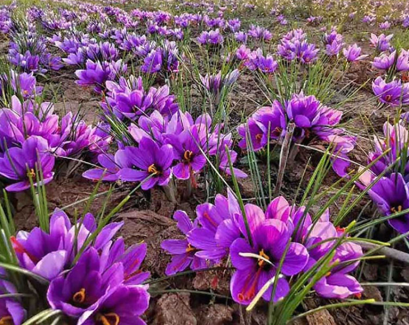 藏红花种球、耐寒耐热、精品种球、全国发货潘红花种球