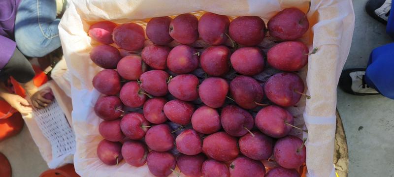 蟠桃油桃杏子李子西梅大量上市全国供应