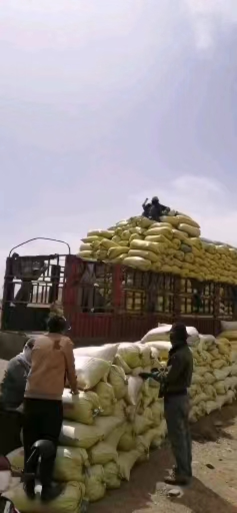 干羊粪半风干散装羊粪，农家有机肥，诚信经营！长期发全国