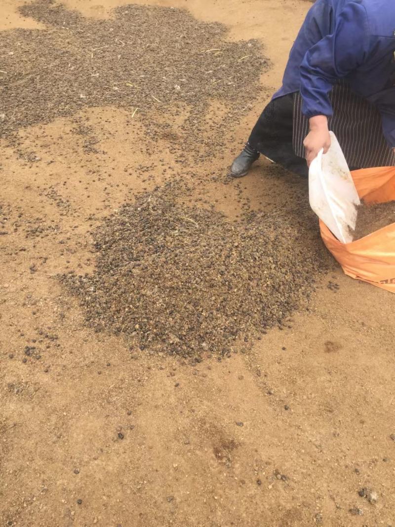 干羊粪半风干散装羊粪，农家有机肥，诚信经营！长期发全国