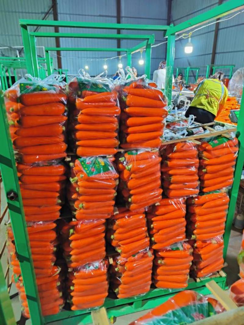 【大红胡萝卜】红萝卜陕西直发光滑度高皮红营养高现挖先发电联