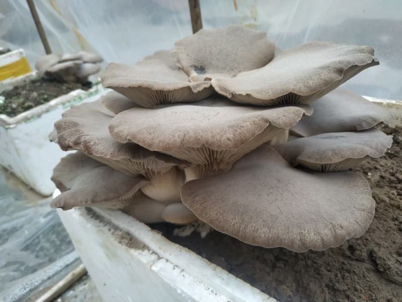 四季供应灵芝菇，灵芝仙菇，提前预定