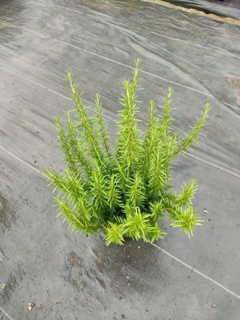 迷迭香杯苗，精品迷迭香。
