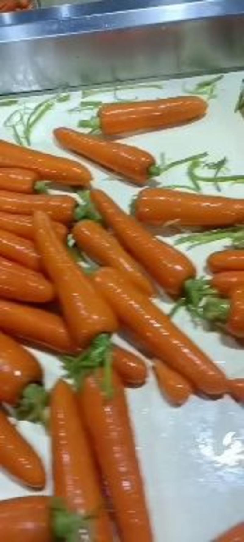 【大红胡萝卜】红萝卜陕西直发光滑度高皮红营养高现挖先发电联