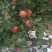 红将军苹果又脆又甜大量上市中