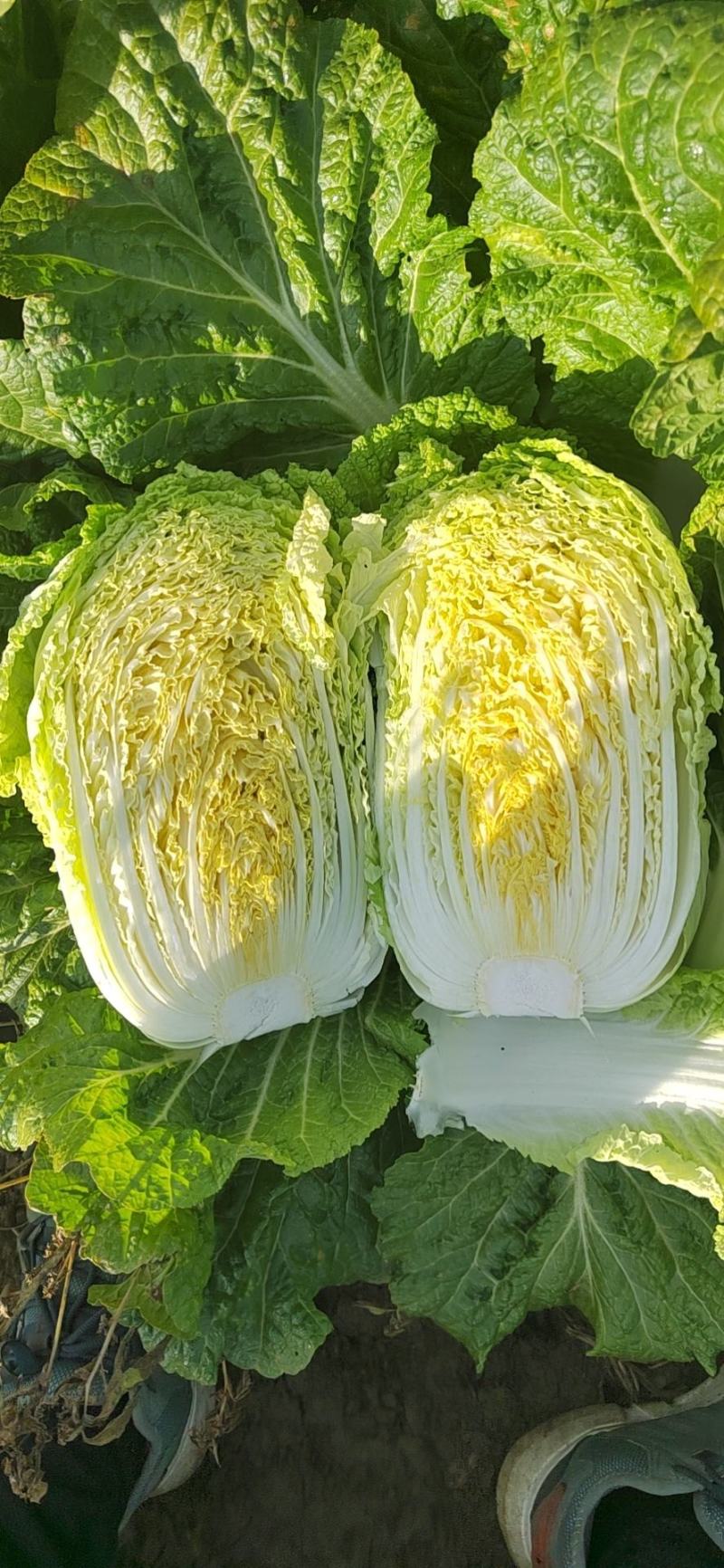 4-5-6市场菜