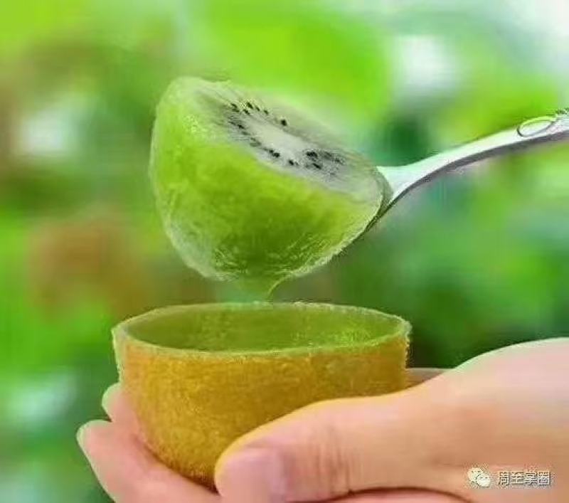 翠香猕猴桃猕猴桃中的战斗机秦岭山脉的香甜水果。