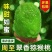 翠香猕猴桃猕猴桃中的战斗机秦岭山脉的香甜水果。
