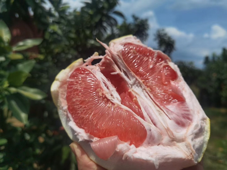 切开的葡萄柚露出粉红色果肉,果粒分明,表面湿润有光泽 切开的葡萄柚特写