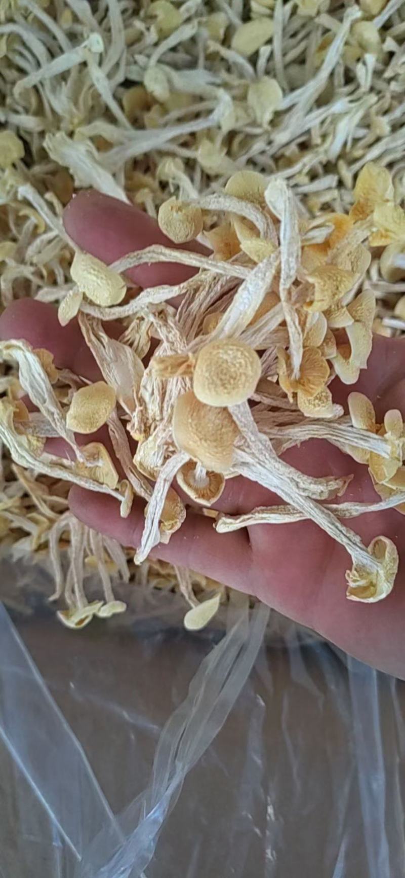 海鲜菇白玉菇蟹味菇原干产地批发大量原干净重