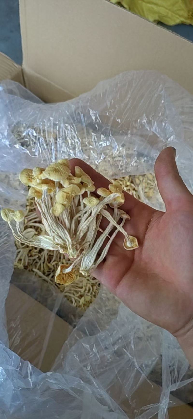 海鲜菇白玉菇蟹味菇原干产地批发大量原干净重
