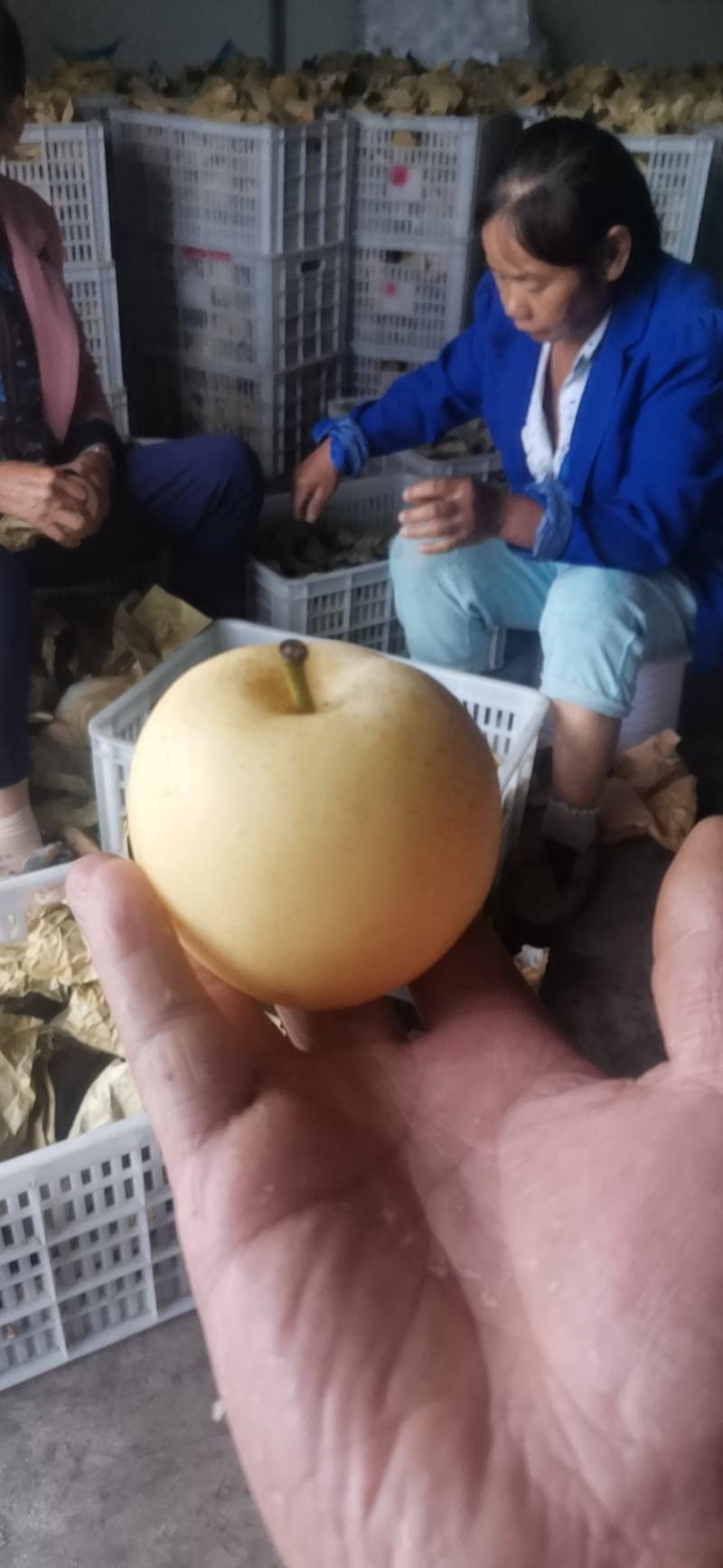 苍溪梨套袋黄金梨中国苍溪特产区黄金梨果面干净颜色漂亮
