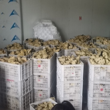 苍溪梨套袋黄金梨中国苍溪特产区黄金梨果面干净颜色漂亮