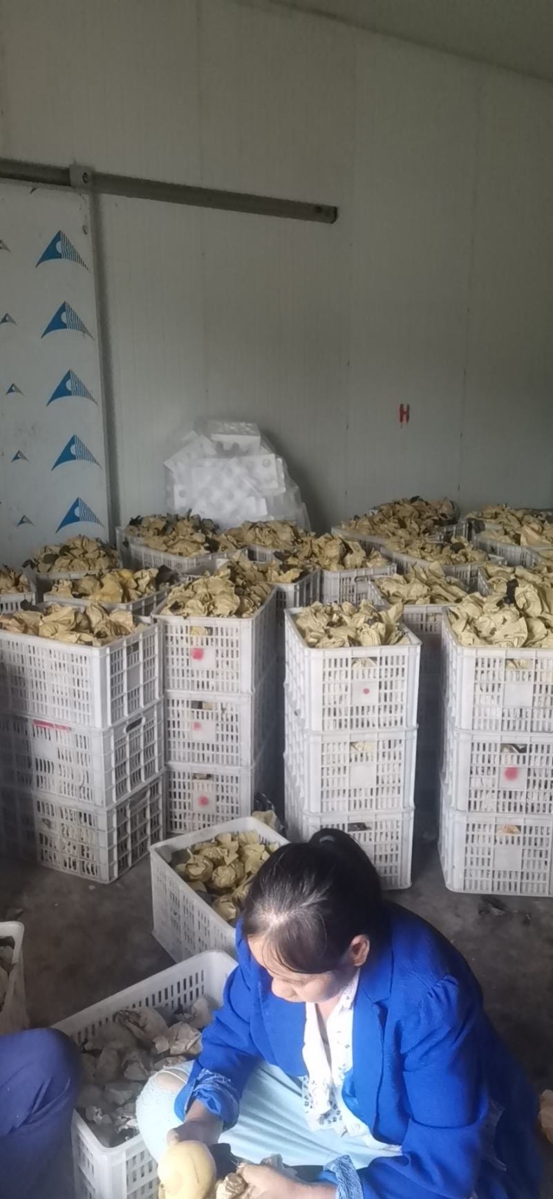 苍溪梨套袋黄金梨中国苍溪特产区黄金梨果面干净颜色漂亮