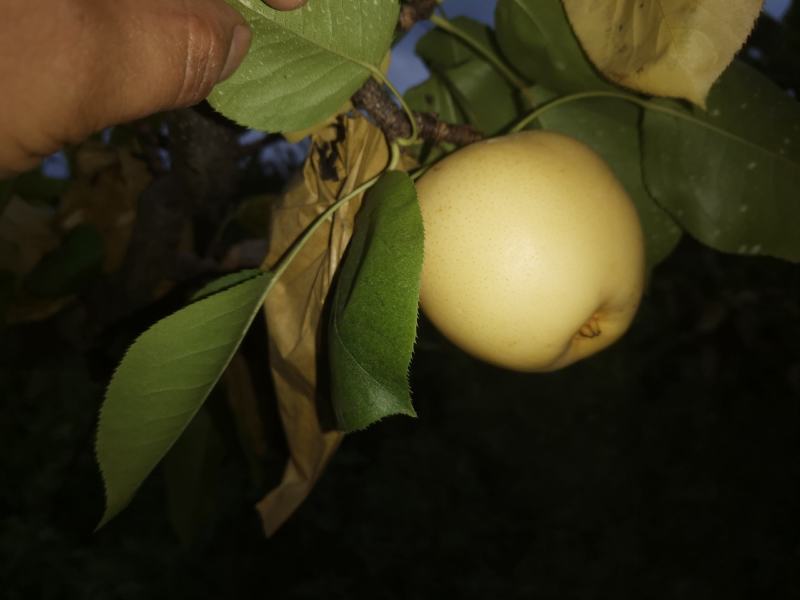 苍溪梨套袋黄金梨中国苍溪特产区黄金梨果面干净颜色漂亮