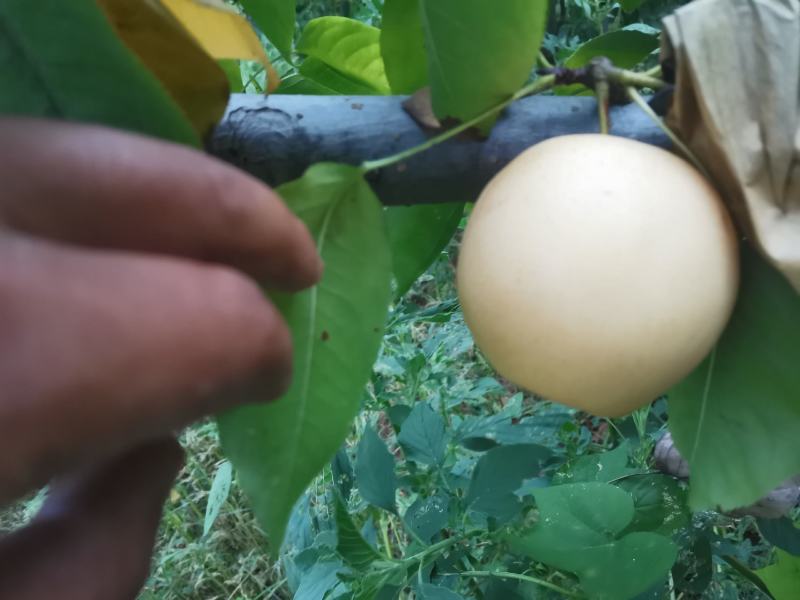 苍溪梨套袋黄金梨中国苍溪特产区黄金梨果面干净颜色漂亮