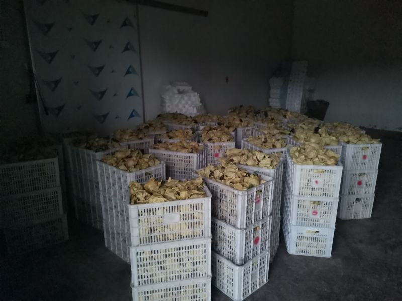 苍溪梨套袋黄金梨中国苍溪特产区黄金梨果面干净颜色漂亮