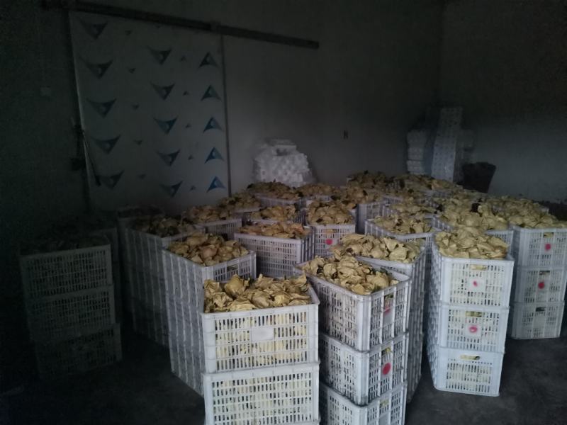 苍溪梨套袋黄金梨中国苍溪特产区黄金梨果面干净颜色漂亮