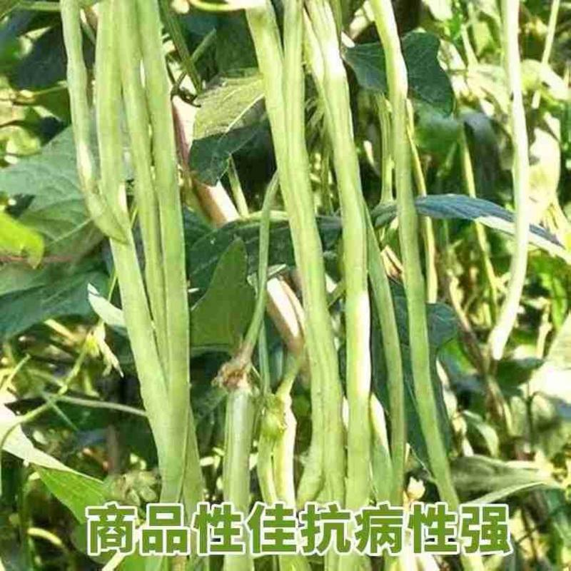 赣农天天摘豇豆种子，荚长80厘米左右