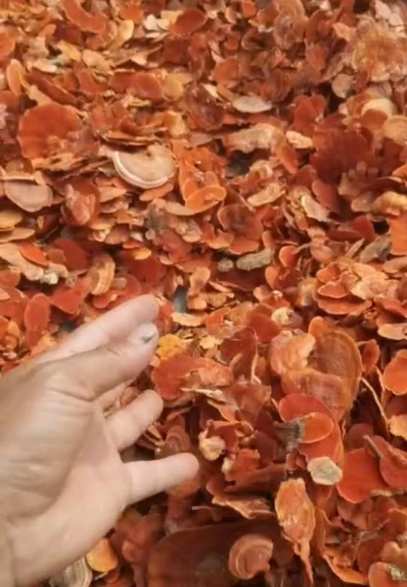 灵芝茵阳芝茵阳灵芝整棵可包装礼盒