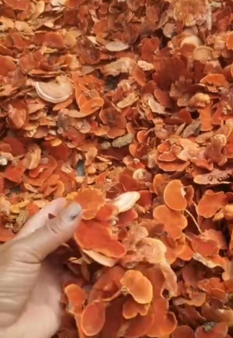灵芝茵阳芝茵阳灵芝整棵可包装礼盒