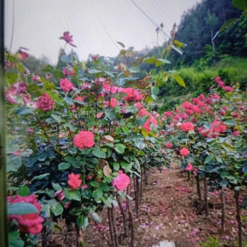 高杆月季，树杆80公分，树冠80公分左右。