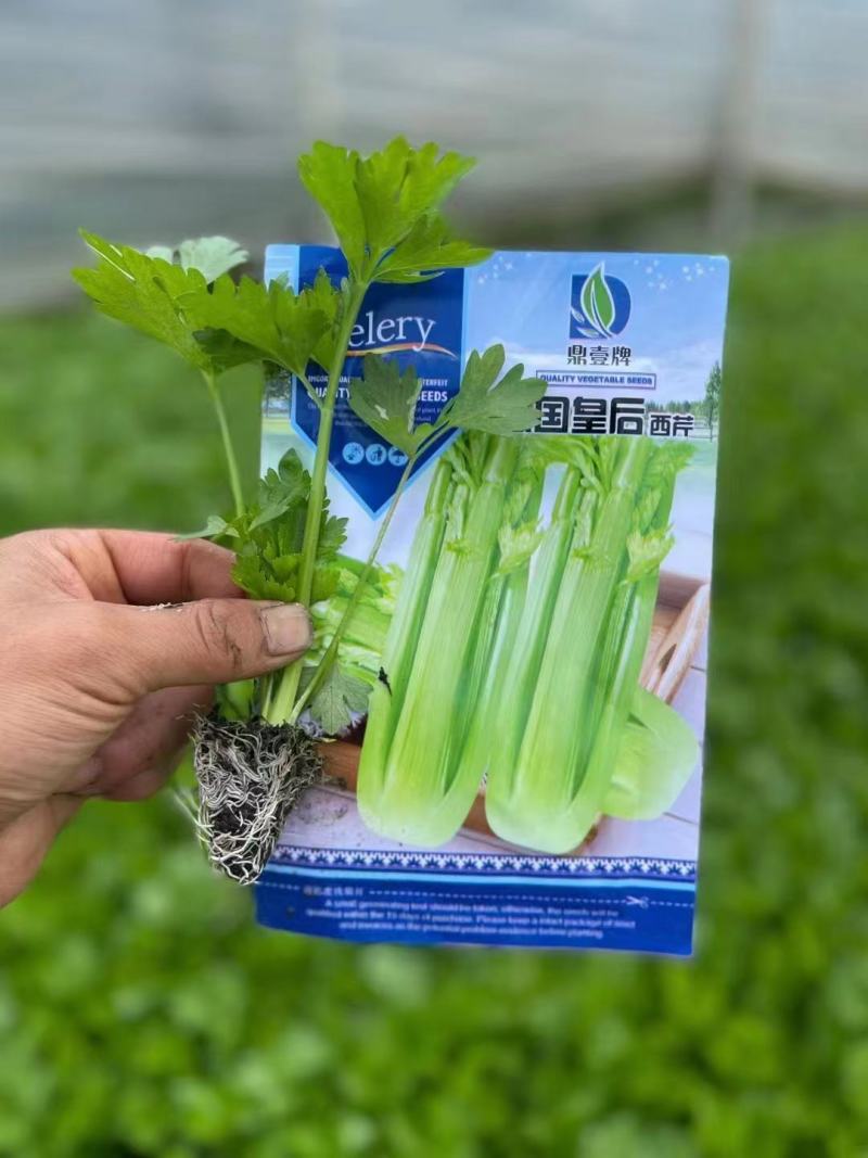 西芹法国皇后，西芹王子优质品种。穴盘苗。
