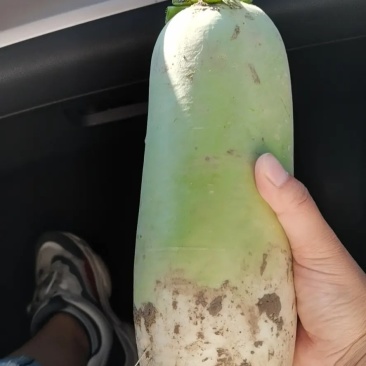 青萝卜