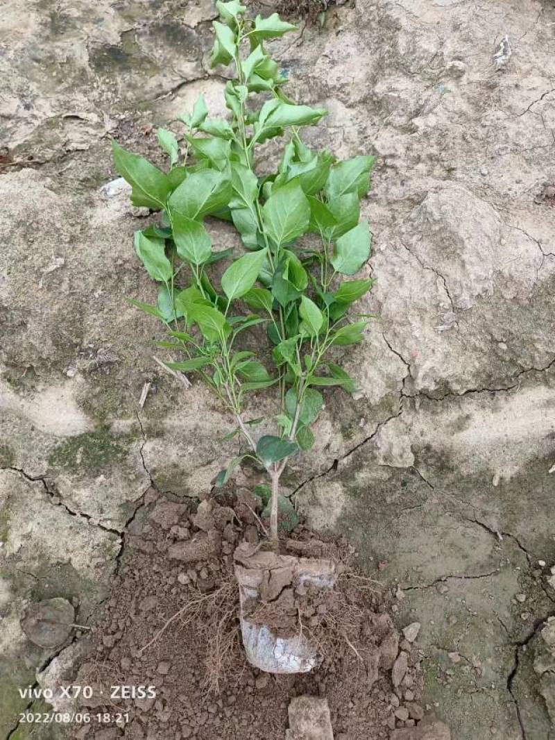 紫丁香，40--60公分带盆丁香，裸根丁香，独杆紫丁香，
