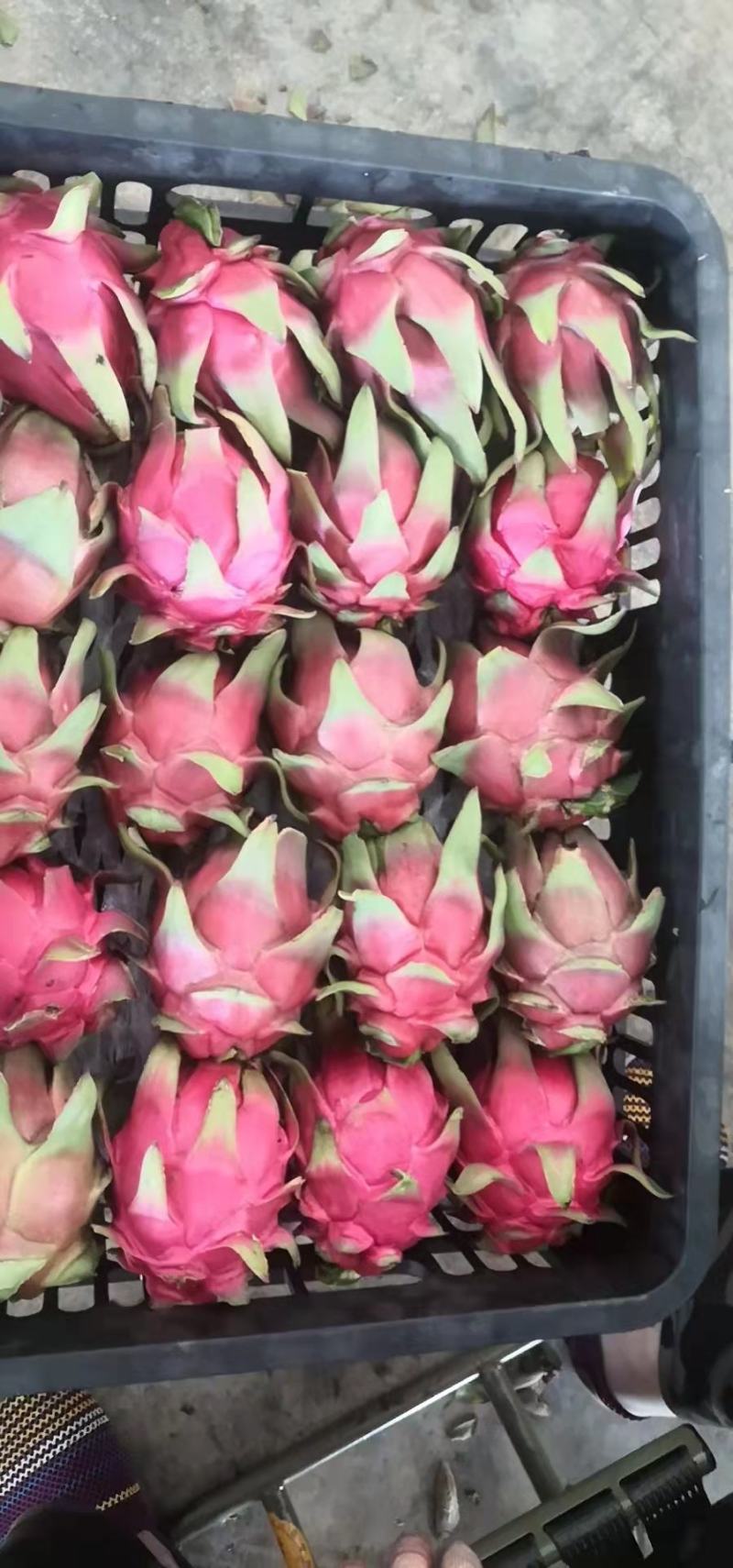西双版纳红心火龙果