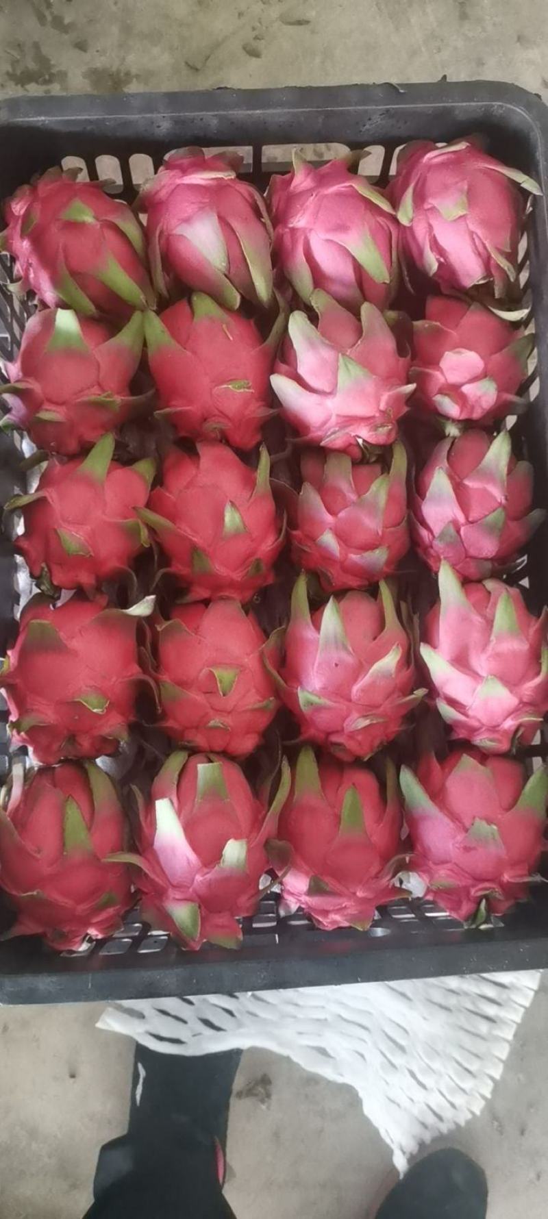 西双版纳红心火龙果