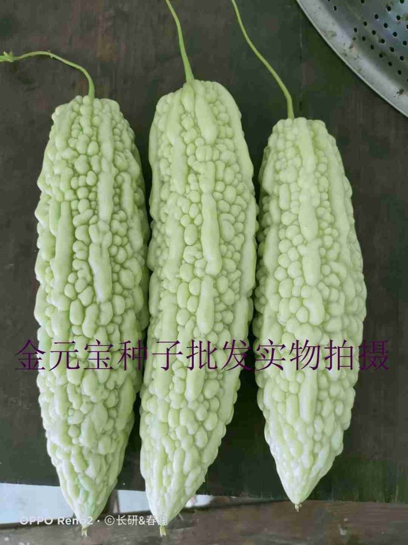 翠雪白苦瓜种子，10克