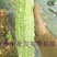 翠雪白苦瓜种子，10克