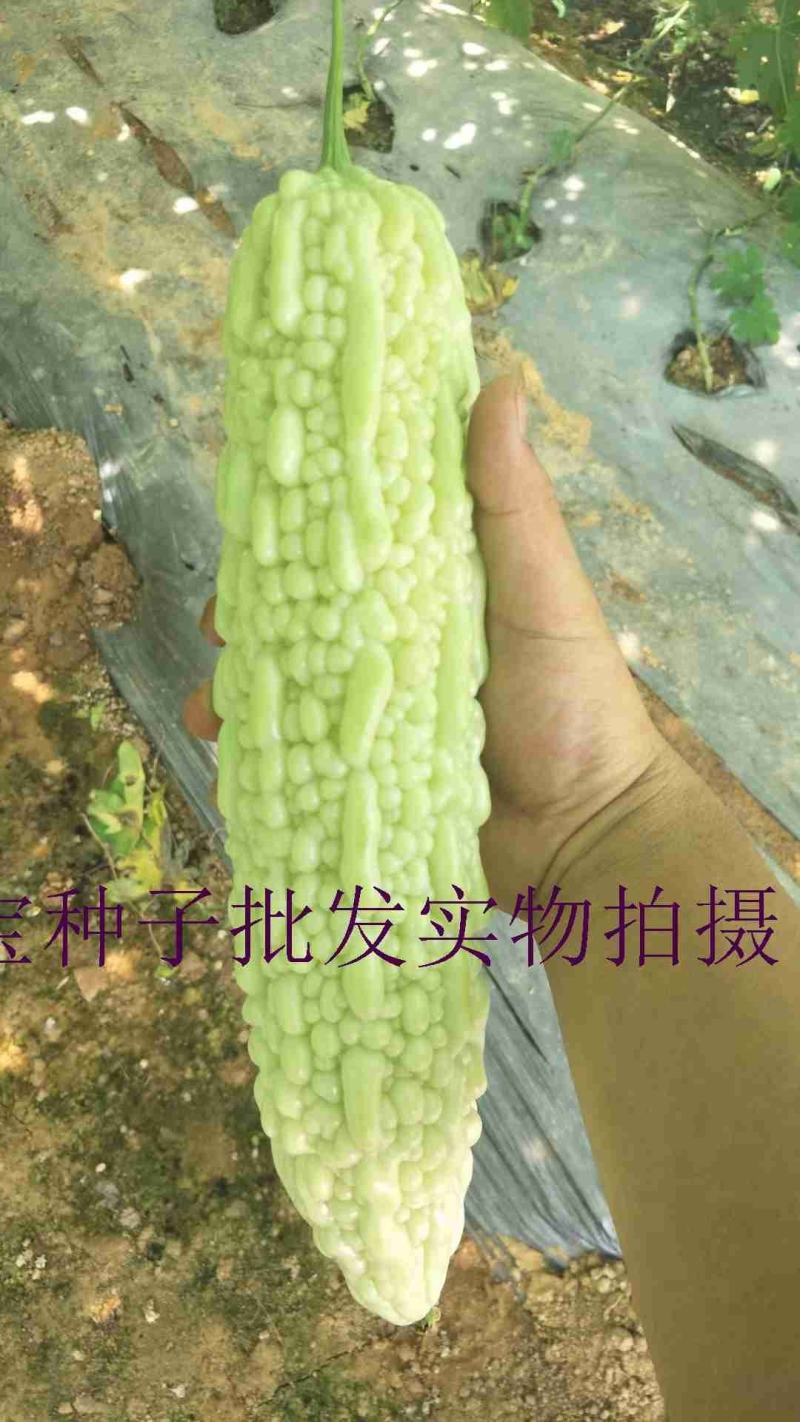 翠雪白苦瓜种子，10克