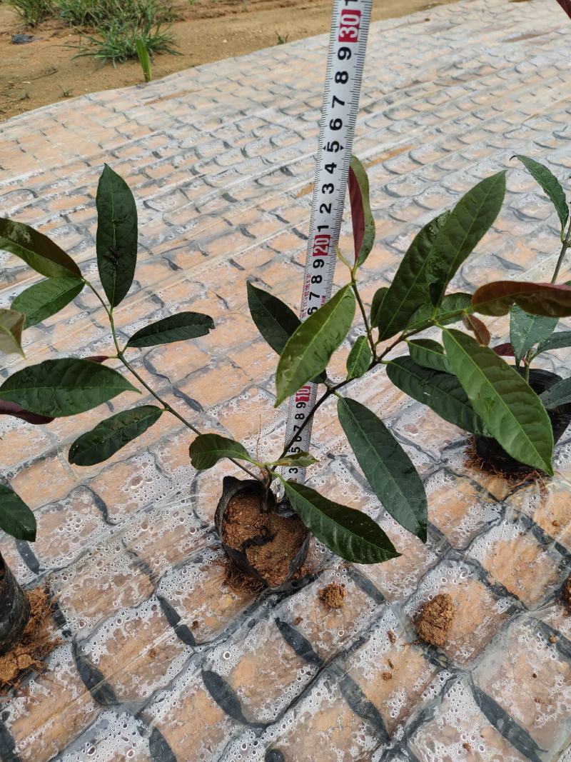 (推荐)红背桂15~25高冠幅15~20苗圃基地品种齐全