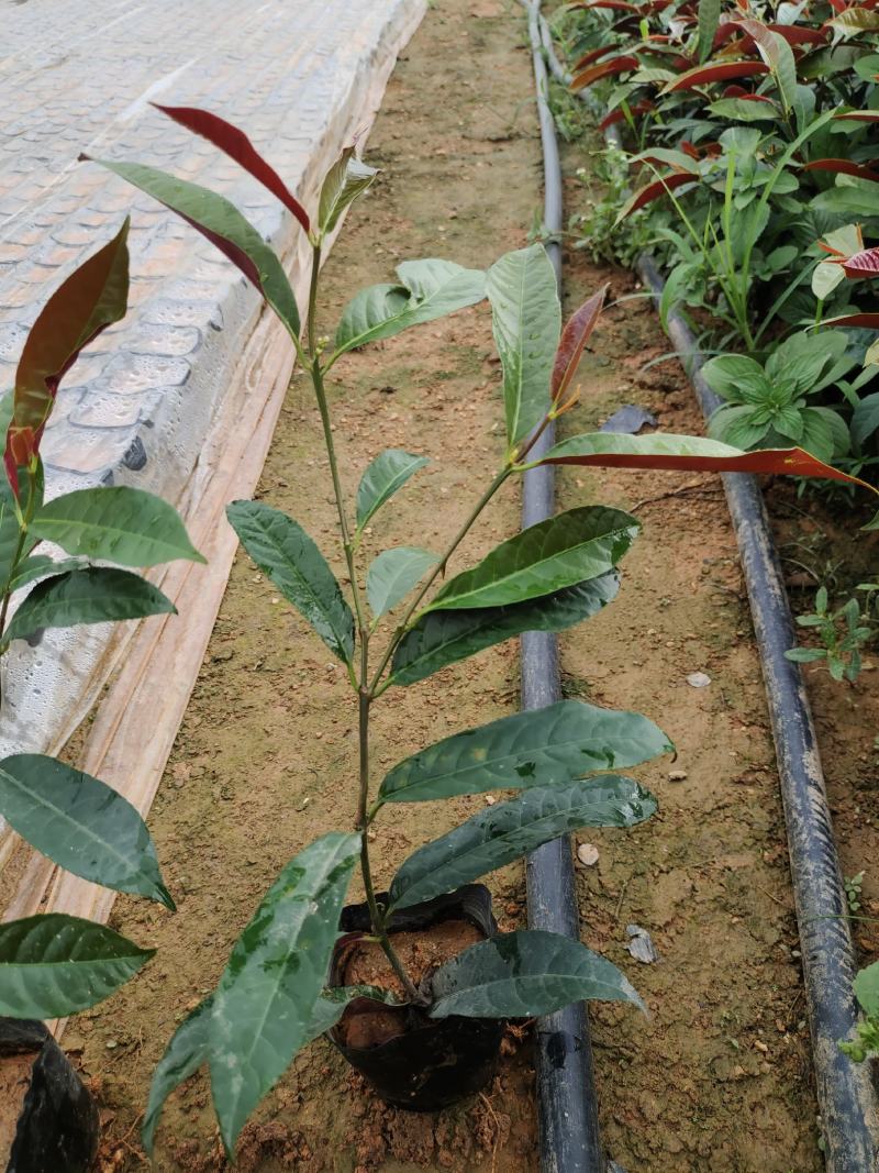 (推荐)红背桂15~25高冠幅15~20苗圃基地品种齐全