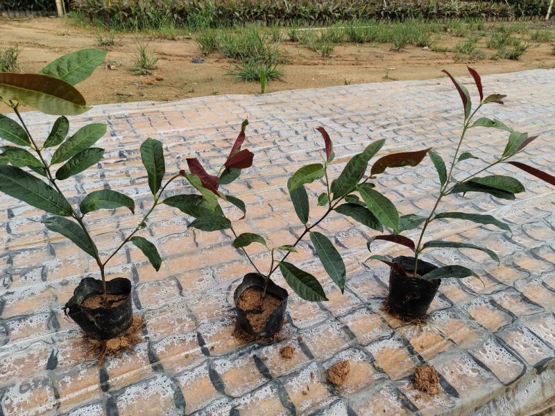 (推荐)红背桂15~25高冠幅15~20苗圃基地品种齐全