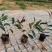 (推荐)红背桂15~25高冠幅15~20苗圃基地品种齐全