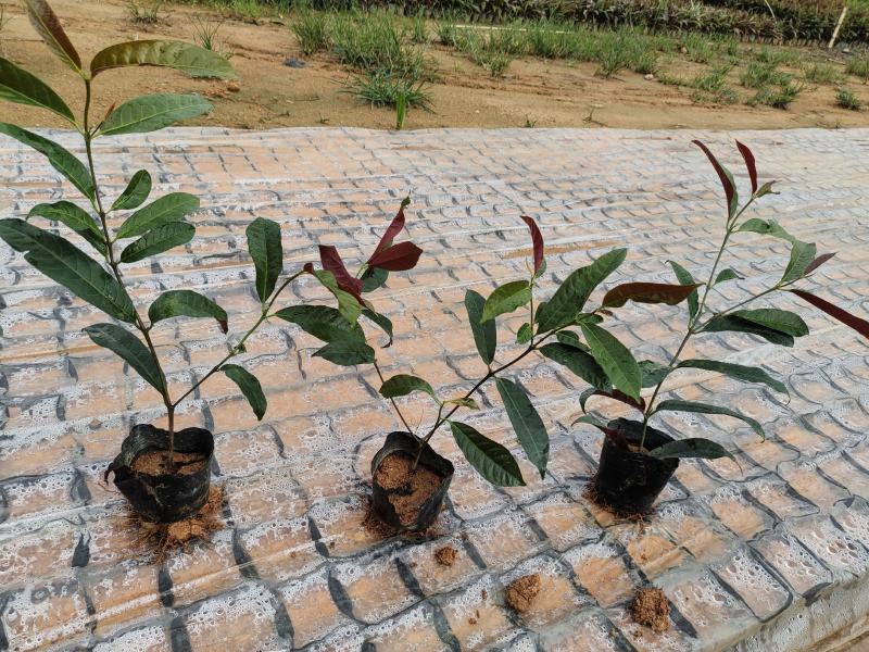 (推荐)红背桂15~25高冠幅15~20苗圃基地品种齐全