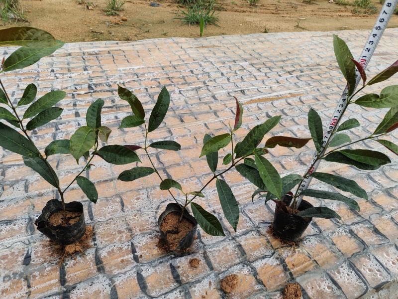 (推荐)红背桂15~25高冠幅15~20苗圃基地品种齐全
