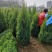 桧柏，望都塔桧，塔桧球，带盆塔桧，塔桧小苗