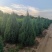 桧柏，望都塔桧，塔桧球，带盆塔桧，塔桧小苗