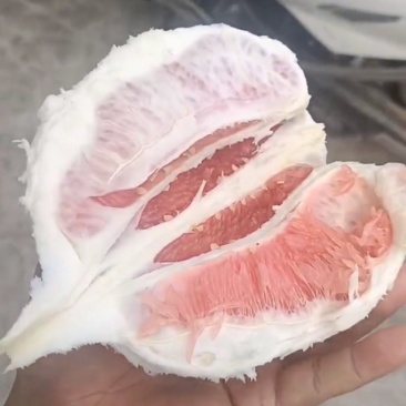 福建红柚
