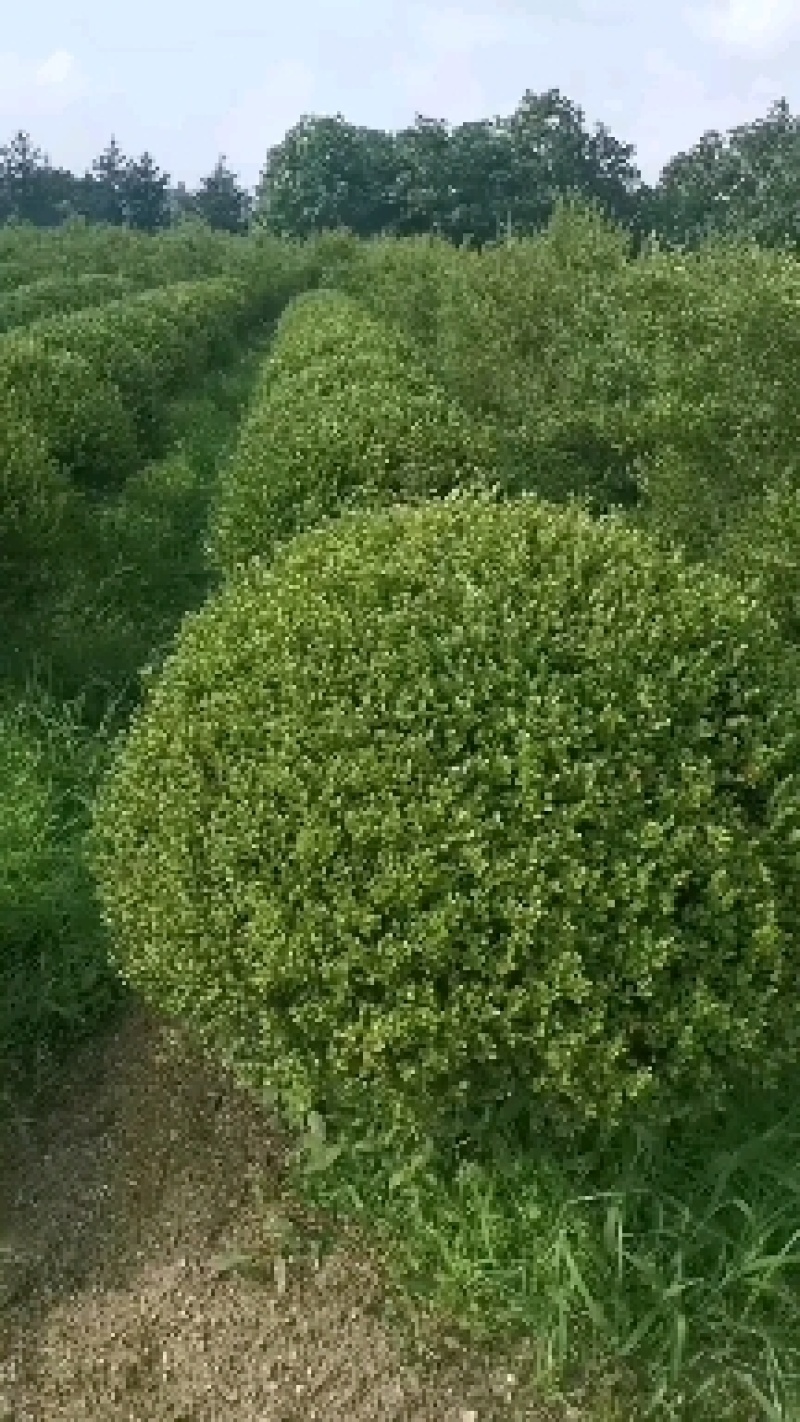 朝鲜黄杨球