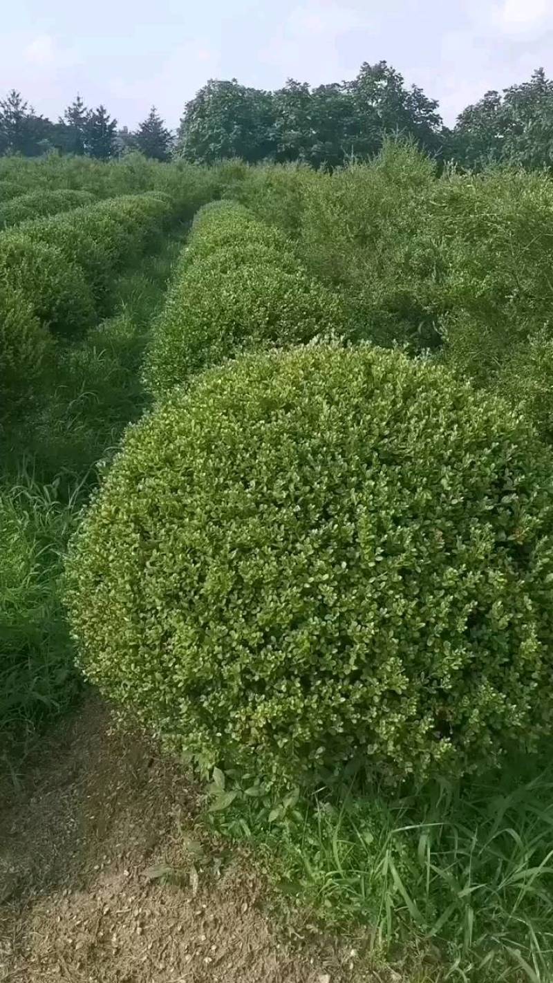 朝鲜黄杨球