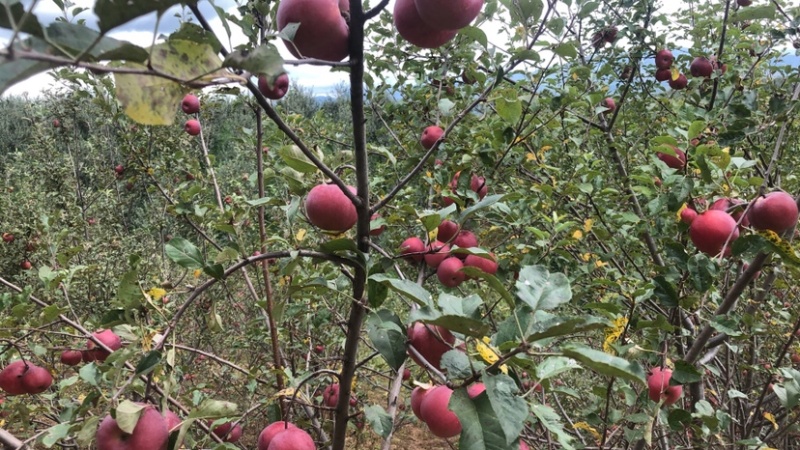 大凉山盐源糖心苹果苹果
