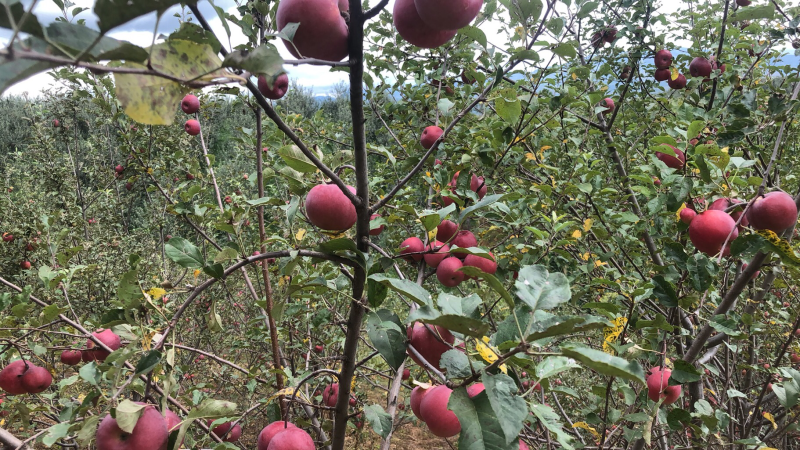 大凉山盐源糖心苹果苹果