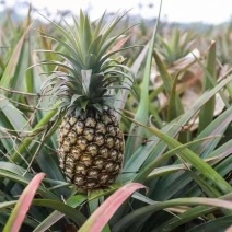 金钻风梨，香水菠萝，大量上市，欢迎各位老板。