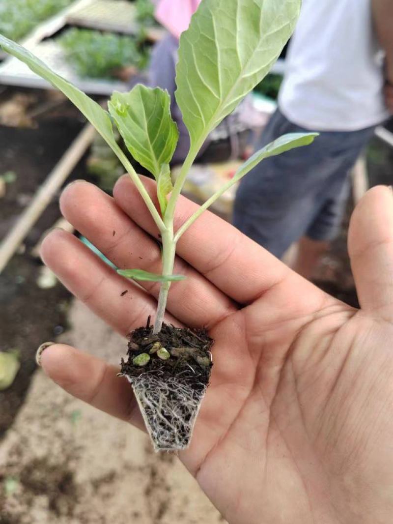 优质甘蓝苗（京丰一号，京丰精选，神豪88，帝王60等）